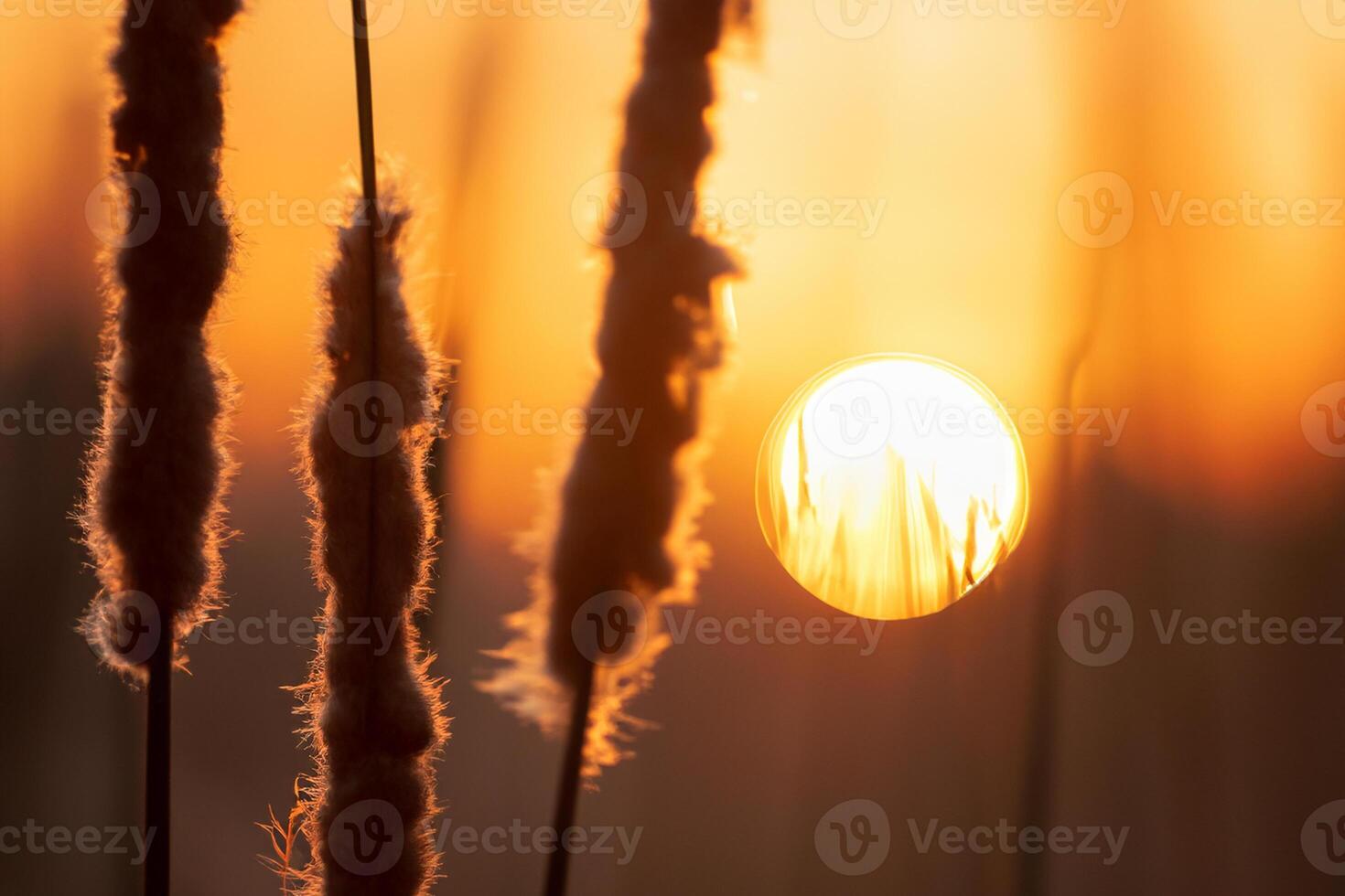 Reed Flowers Bask in the Radiant Glow of the Evening Sun, Creating a Spectacular Tapestry of Nature's Ephemeral Beauty in the Tranquil Twilight Sky photo
