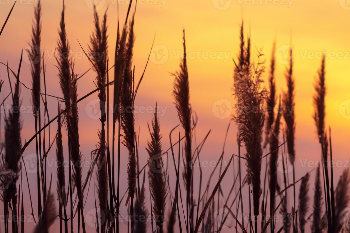 Reed Flowers Bask in the Radiant Glow of the Evening Sun, Creating a Spectacular Tapestry of Nature's Ephemeral Beauty in the Tranquil Twilight Sky photo