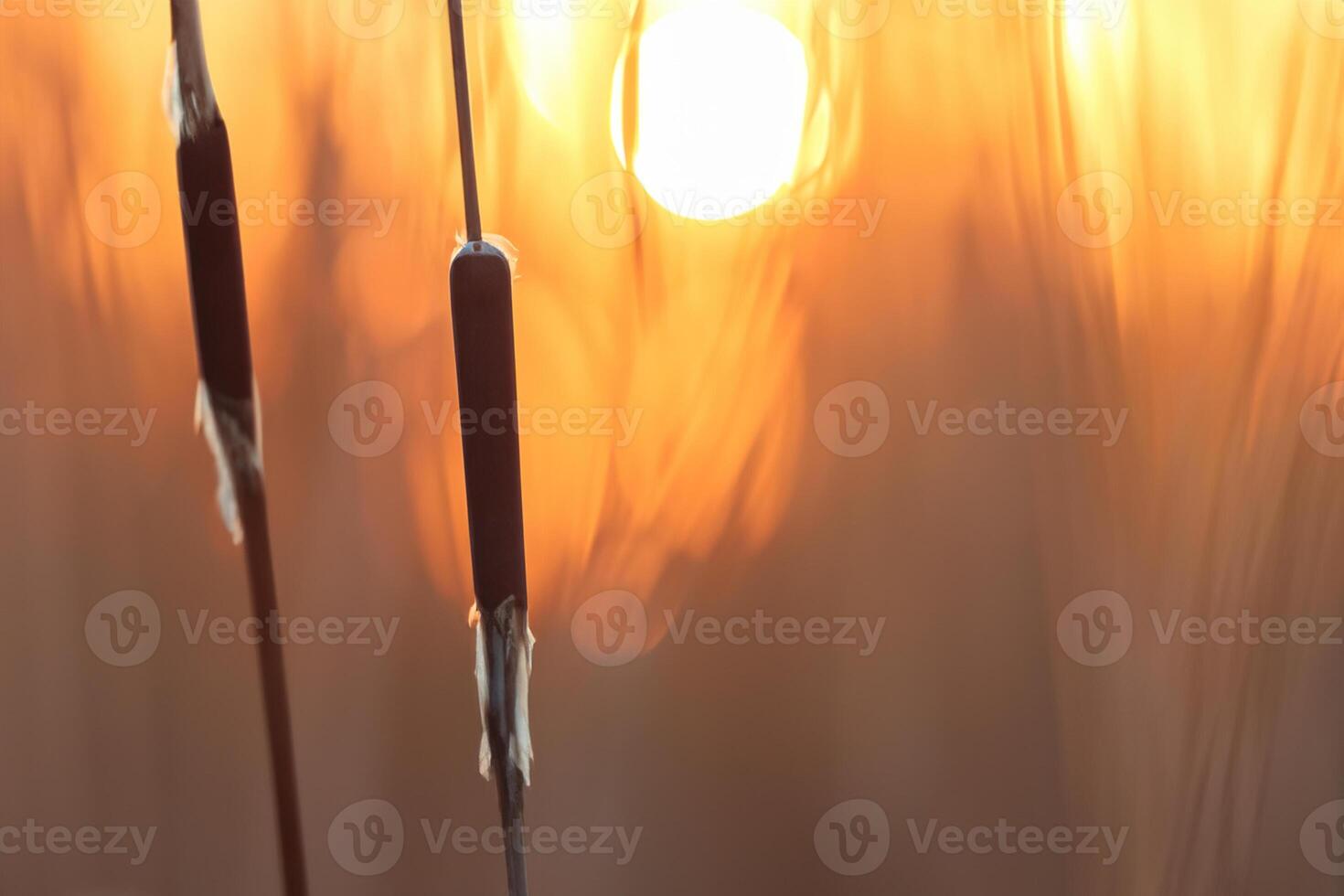 Reed Flowers Bask in the Radiant Glow of the Evening Sun, Creating a Spectacular Tapestry of Nature's Ephemeral Beauty in the Tranquil Twilight Sky photo