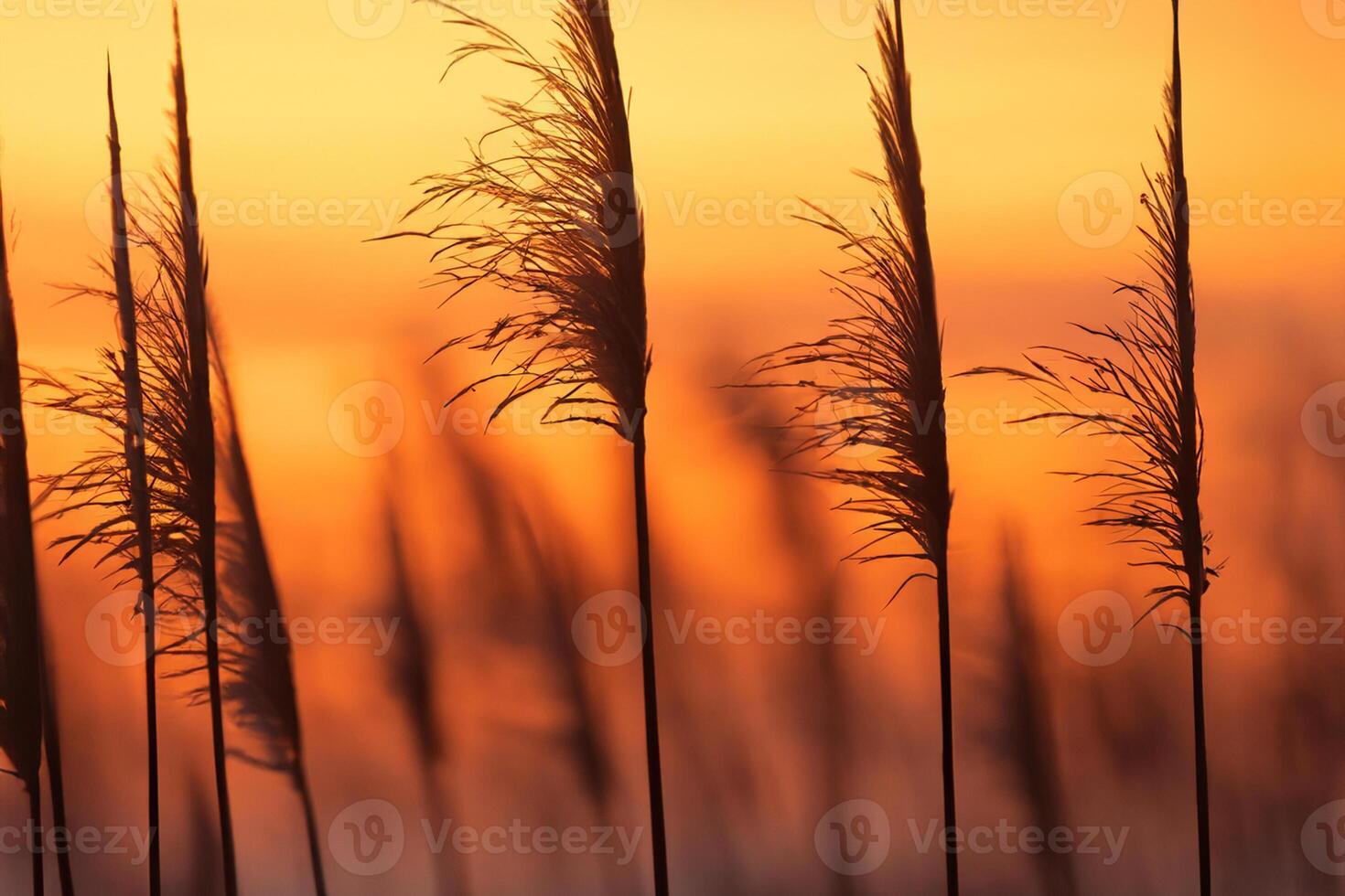 Reed Flowers Bask in the Radiant Glow of the Evening Sun, Creating a Spectacular Tapestry of Nature's Ephemeral Beauty in the Tranquil Twilight Sky photo