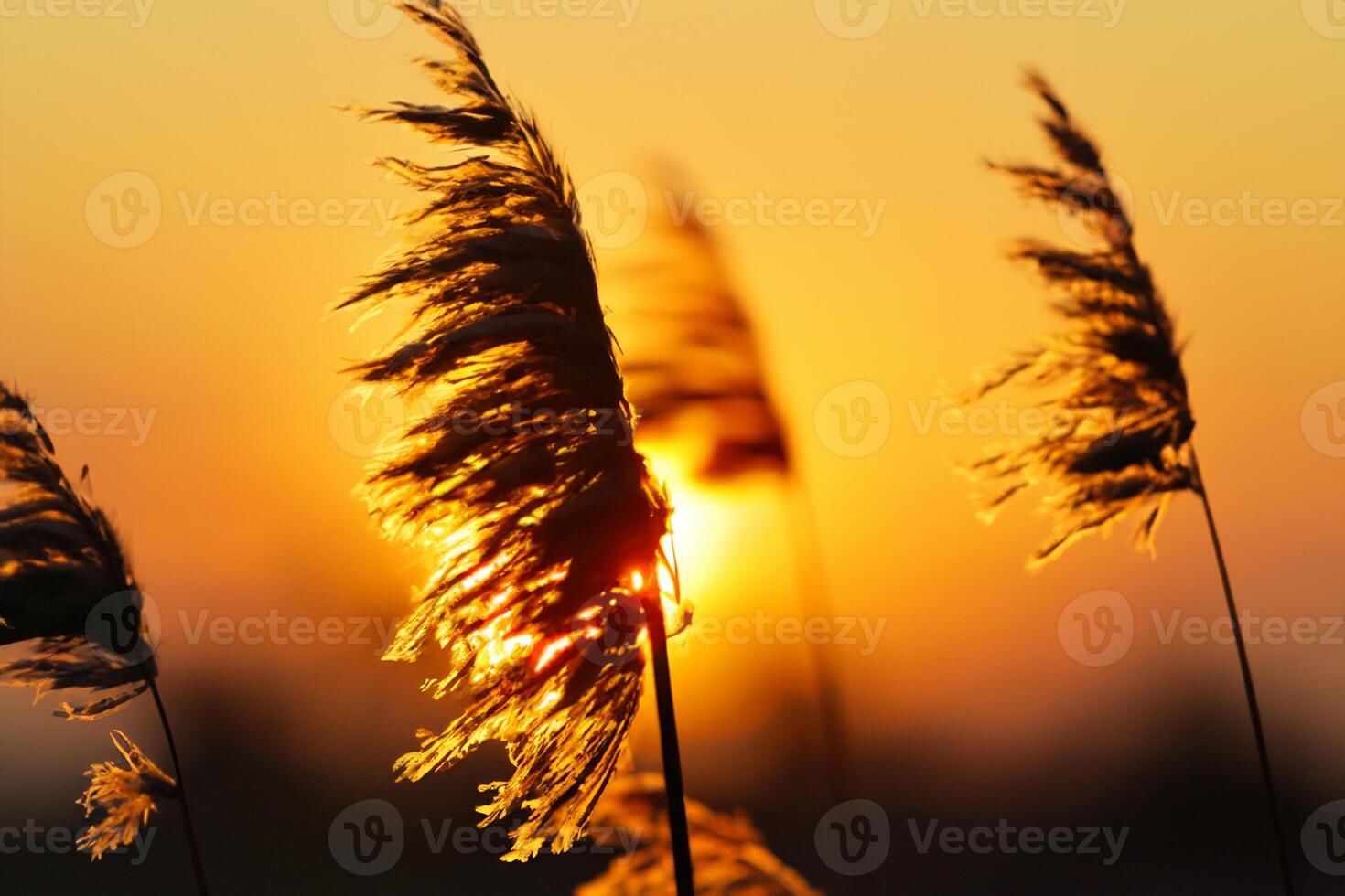 Reed Flowers Bask in the Radiant Glow of the Evening Sun, Creating a Spectacular Tapestry of Nature's Ephemeral Beauty in the Tranquil Twilight Sky photo
