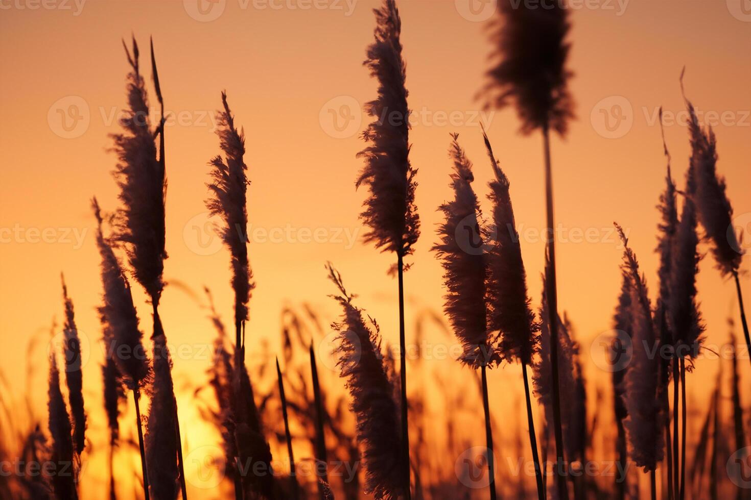 Reed Flowers Bask in the Radiant Glow of the Evening Sun, Creating a Spectacular Tapestry of Nature's Ephemeral Beauty in the Tranquil Twilight Sky photo