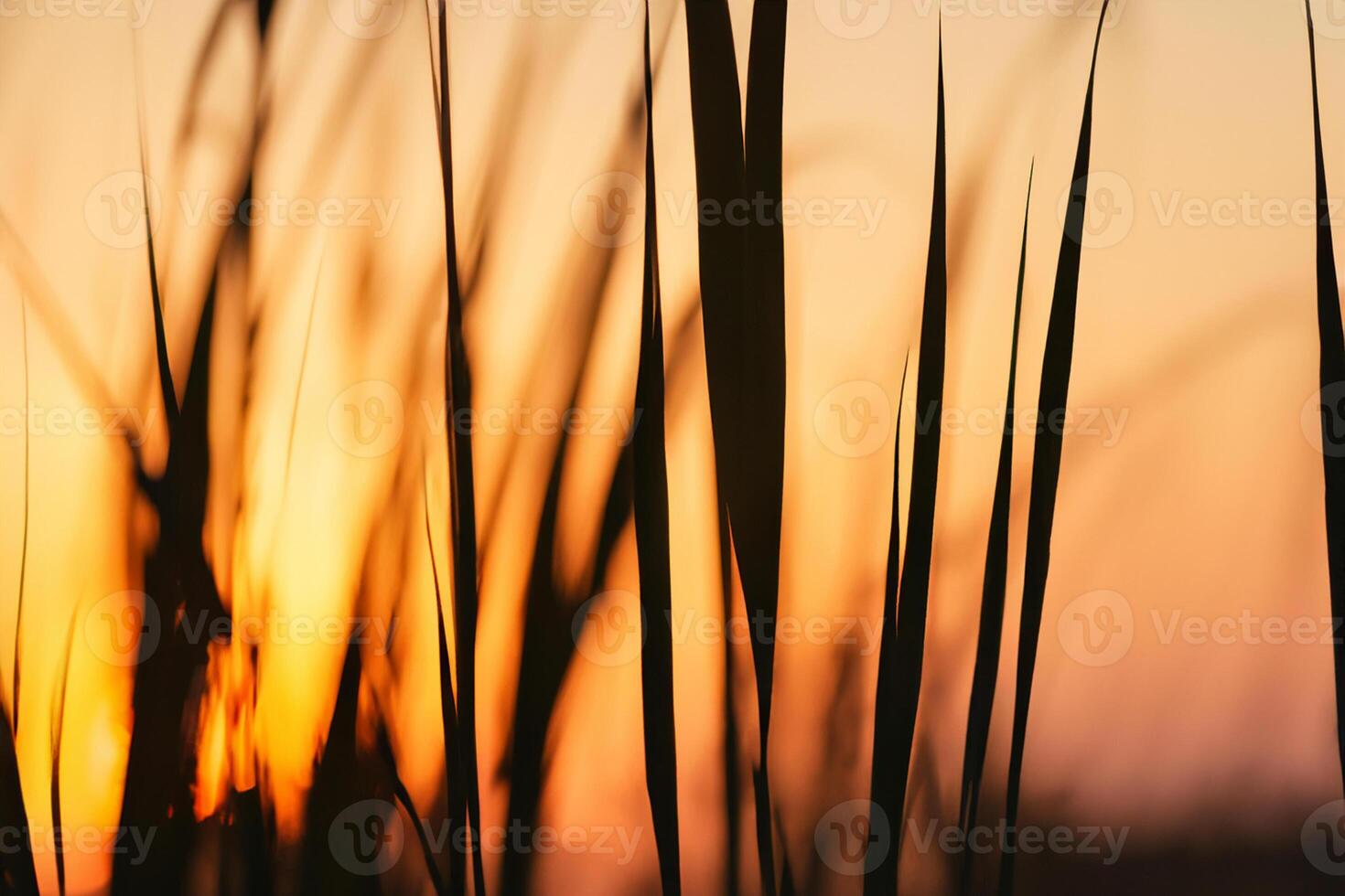 Reed Flowers Bask in the Radiant Glow of the Evening Sun, Creating a Spectacular Tapestry of Nature's Ephemeral Beauty in the Tranquil Twilight Sky photo