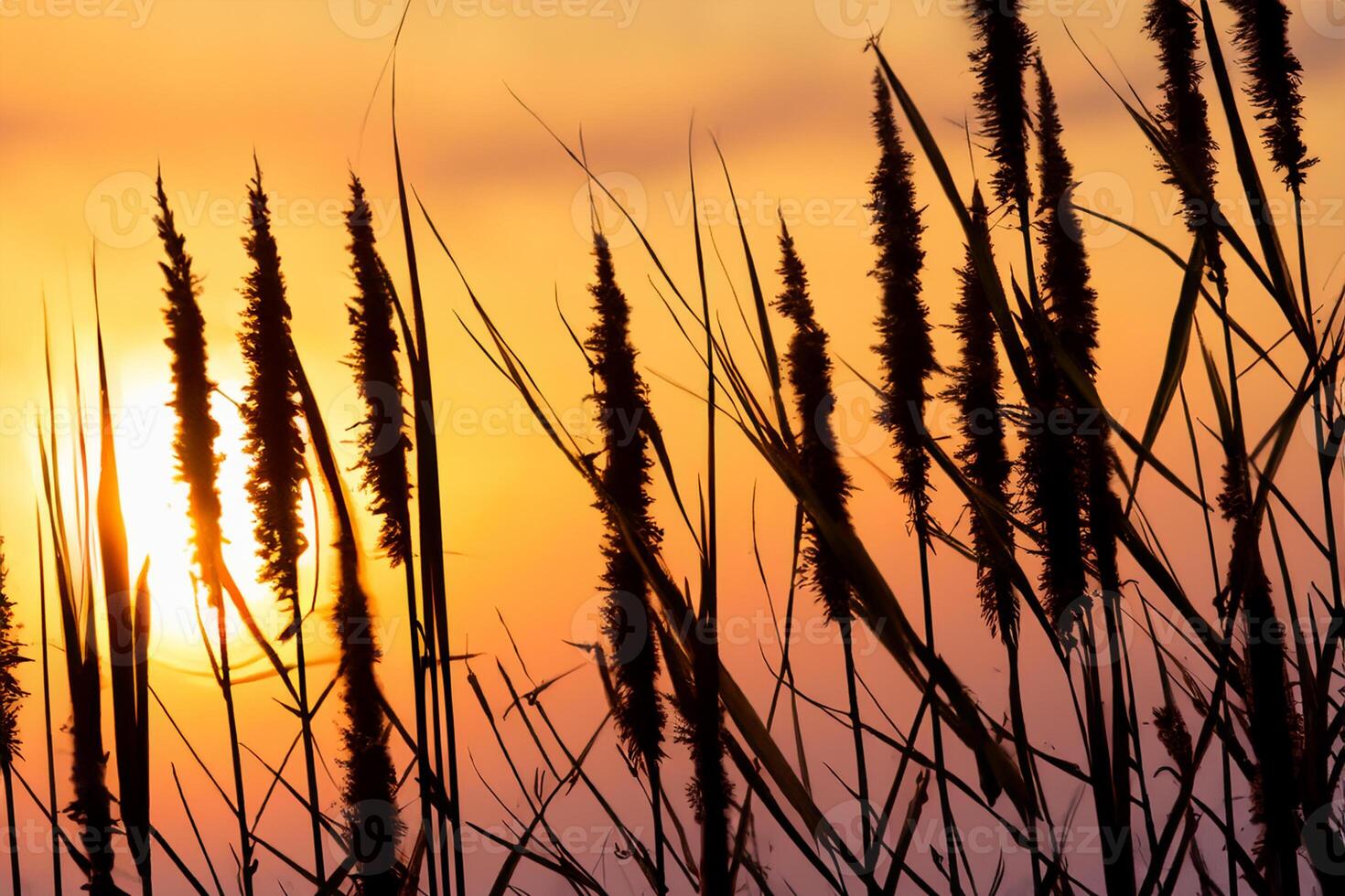 Reed Flowers Bask in the Radiant Glow of the Evening Sun, Creating a Spectacular Tapestry of Nature's Ephemeral Beauty in the Tranquil Twilight Sky photo