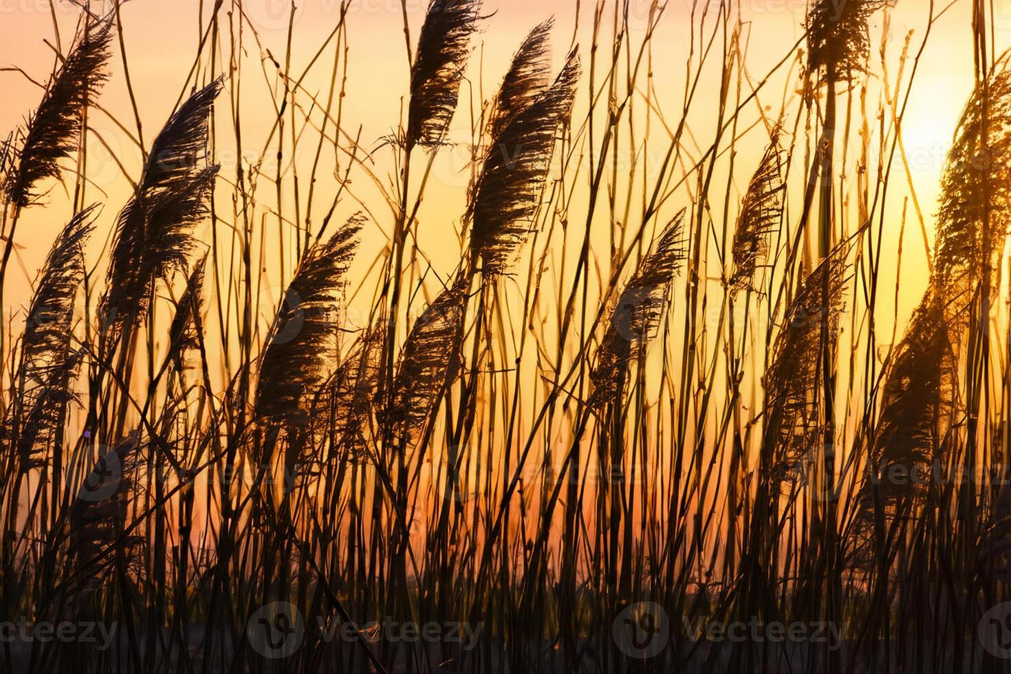 Reed Flowers Bask in the Radiant Glow of the Evening Sun, Creating a Spectacular Tapestry of Nature's Ephemeral Beauty in the Tranquil Twilight Sky photo