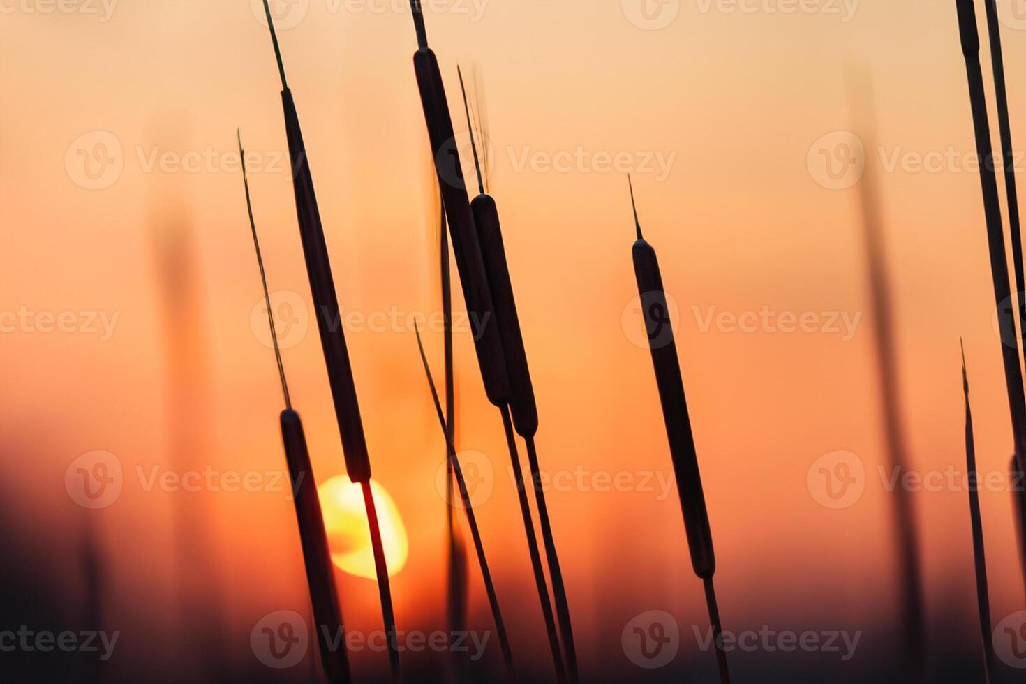 Reed Flowers Bask in the Radiant Glow of the Evening Sun, Creating a Spectacular Tapestry of Nature's Ephemeral Beauty in the Tranquil Twilight Sky photo