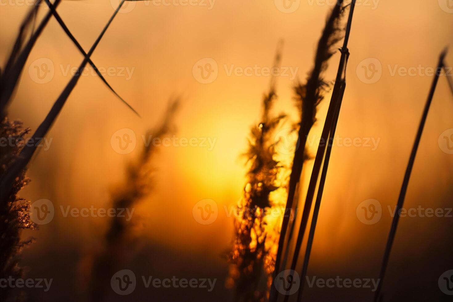 Reed Flowers Bask in the Radiant Glow of the Evening Sun, Creating a Spectacular Tapestry of Nature's Ephemeral Beauty in the Tranquil Twilight Sky photo
