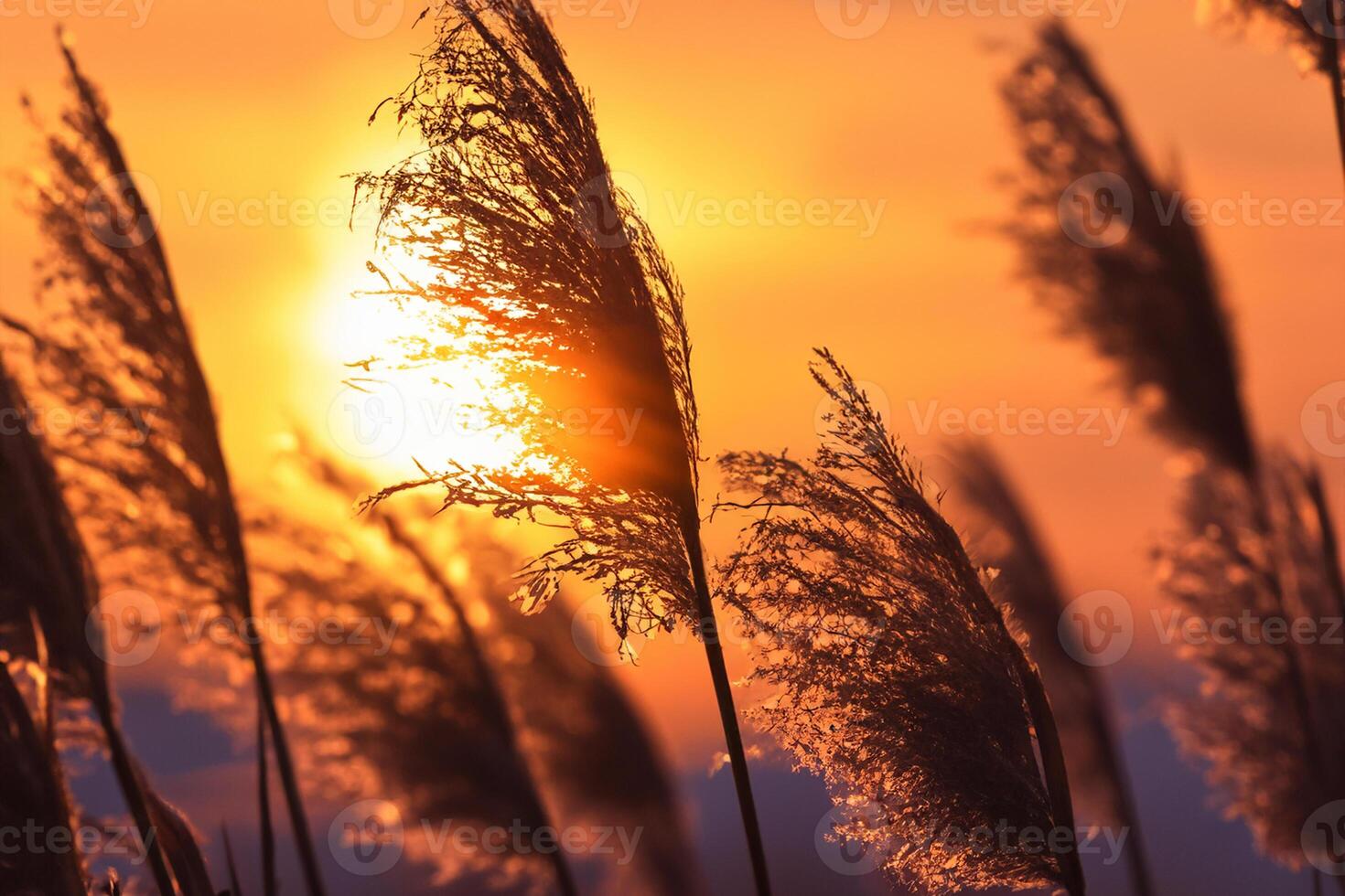Reed Flowers Bask in the Radiant Glow of the Evening Sun, Creating a Spectacular Tapestry of Nature's Ephemeral Beauty in the Tranquil Twilight Sky photo