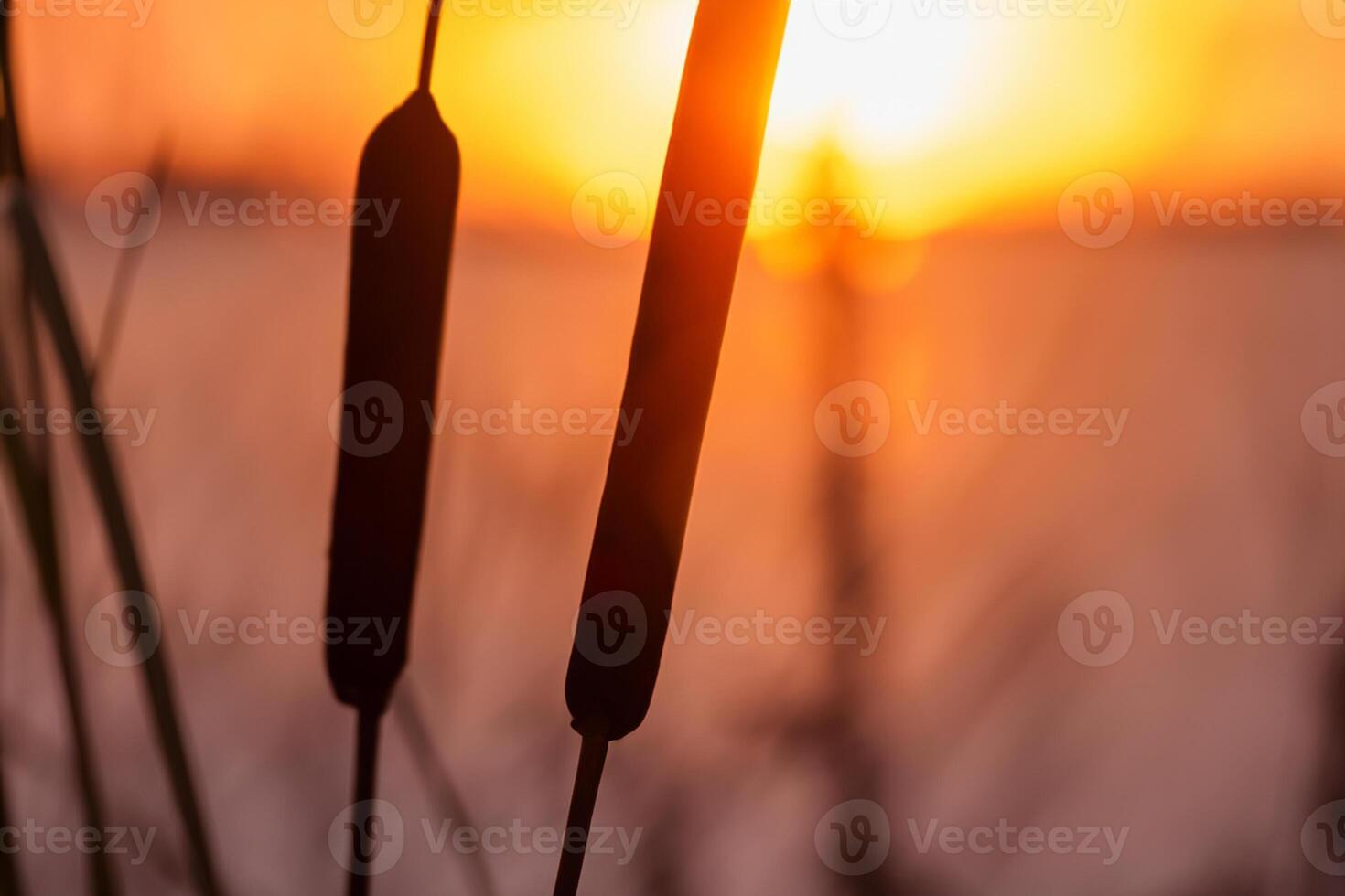 Reed Flowers Bask in the Radiant Glow of the Evening Sun, Creating a Spectacular Tapestry of Nature's Ephemeral Beauty in the Tranquil Twilight Sky photo