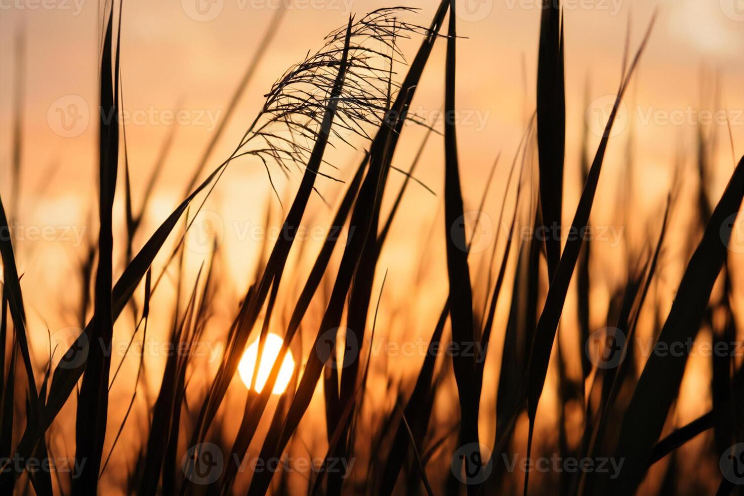 Reed Flowers Bask in the Radiant Glow of the Evening Sun, Creating a Spectacular Tapestry of Nature's Ephemeral Beauty in the Tranquil Twilight Sky photo