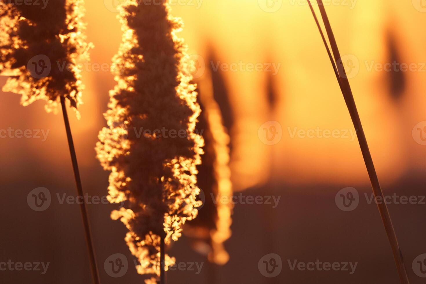 Junco flores disfrutar en el radiante resplandor de el noche sol, creando un espectacular tapiz de de la naturaleza efímero belleza en el tranquilo crepúsculo cielo foto