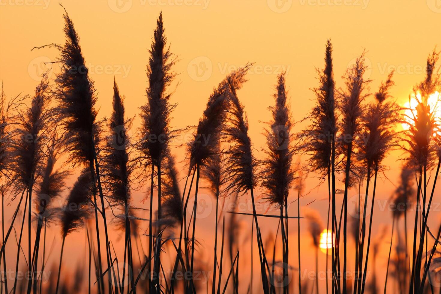 Reed Flowers Bask in the Radiant Glow of the Evening Sun, Creating a Spectacular Tapestry of Nature's Ephemeral Beauty in the Tranquil Twilight Sky photo