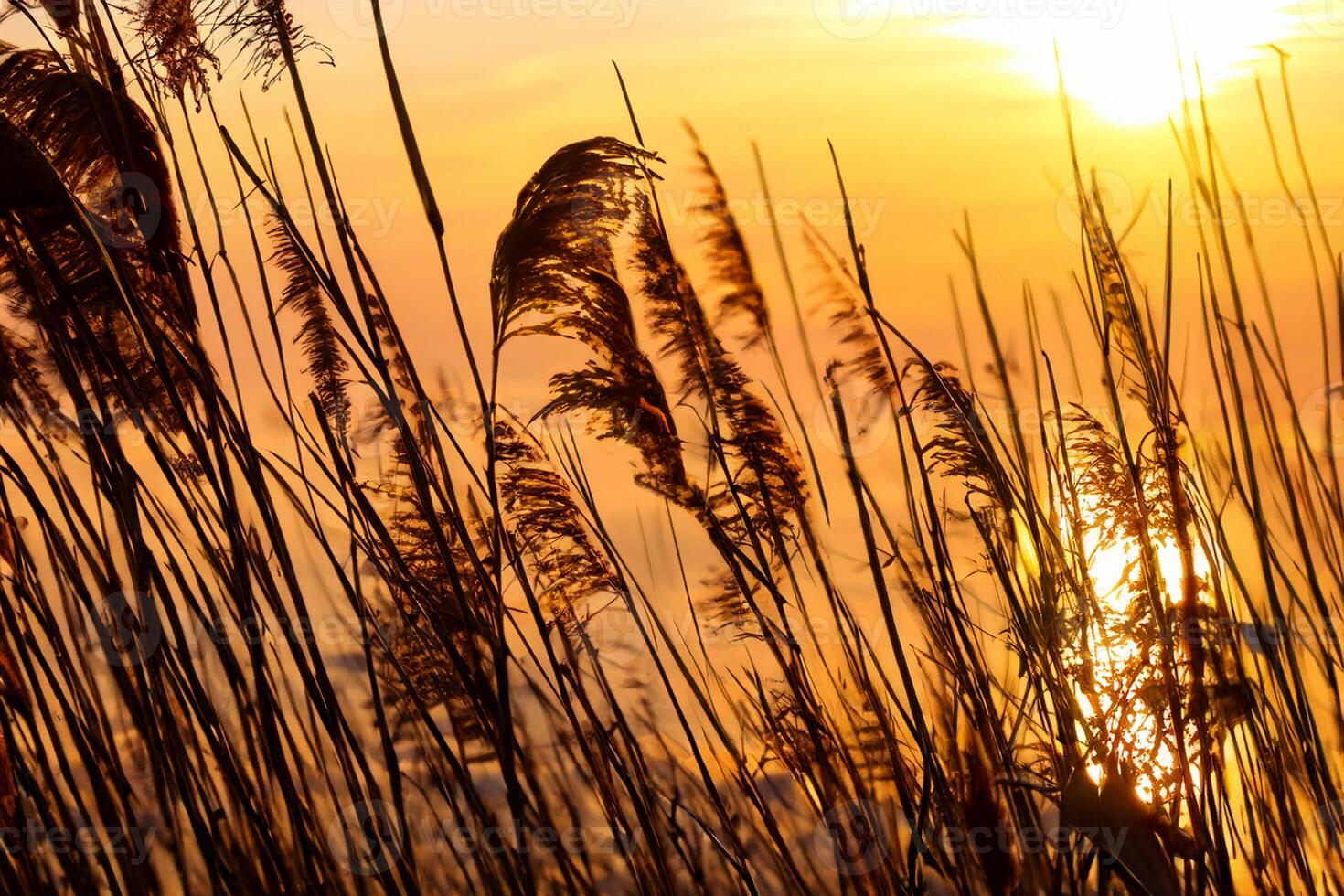 Reed Flowers Bask in the Radiant Glow of the Evening Sun, Creating a Spectacular Tapestry of Nature's Ephemeral Beauty in the Tranquil Twilight Sky photo