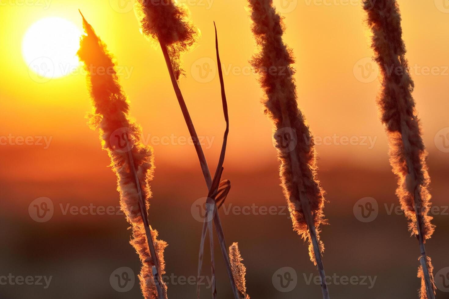 Reed Flowers Bask in the Radiant Glow of the Evening Sun, Creating a Spectacular Tapestry of Nature's Ephemeral Beauty in the Tranquil Twilight Sky photo