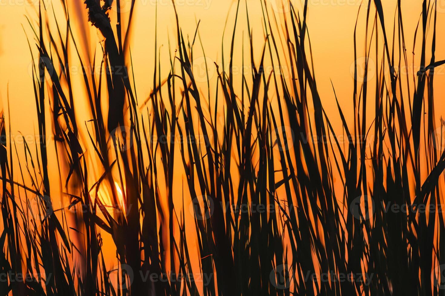 Reed Flowers Bask in the Radiant Glow of the Evening Sun, Creating a Spectacular Tapestry of Nature's Ephemeral Beauty in the Tranquil Twilight Sky photo