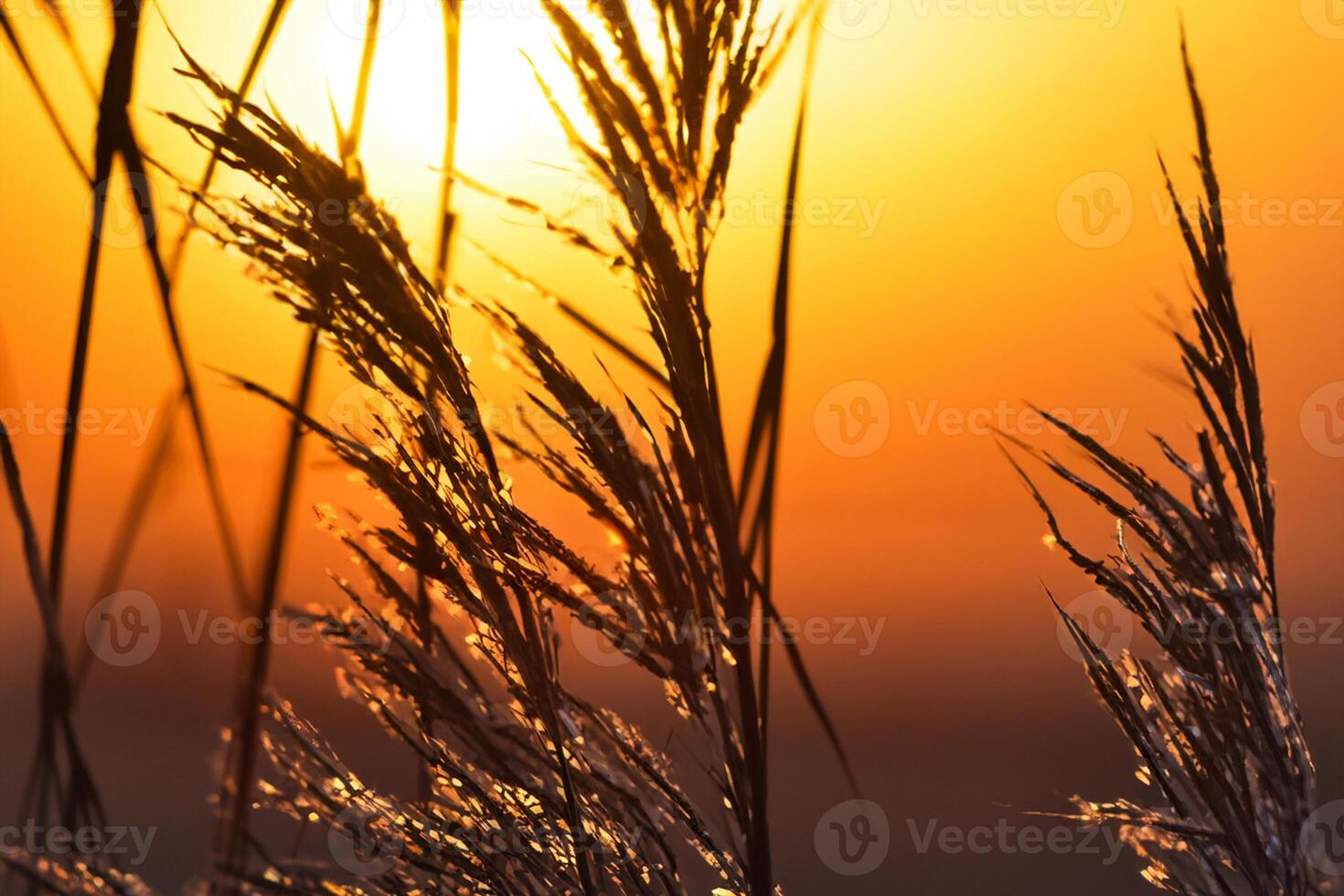 Reed Flowers Bask in the Radiant Glow of the Evening Sun, Creating a Spectacular Tapestry of Nature's Ephemeral Beauty in the Tranquil Twilight Sky photo