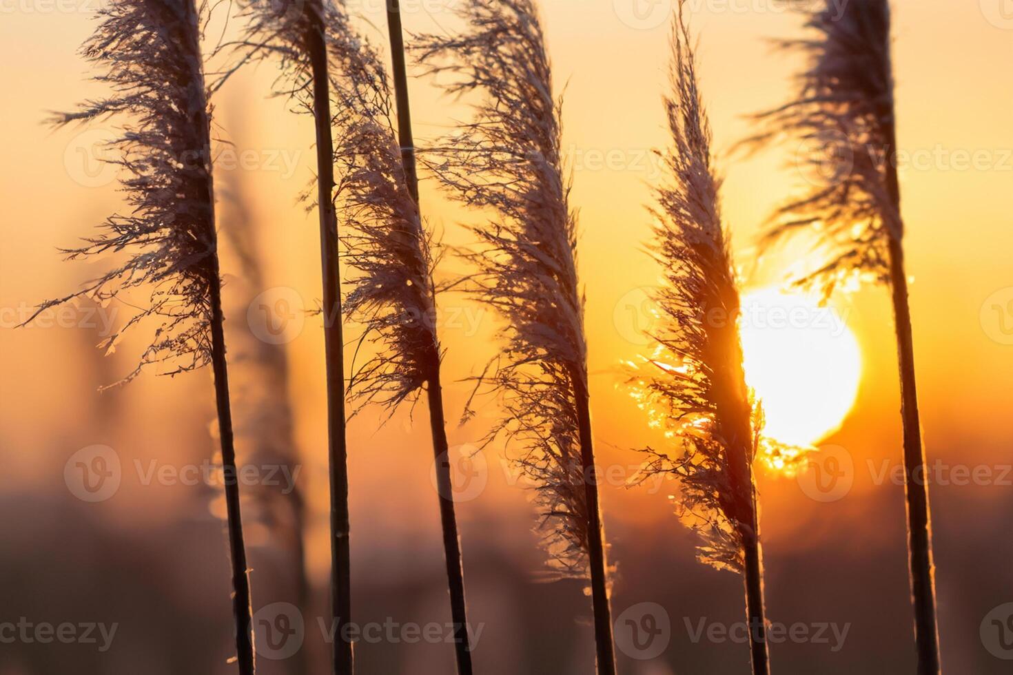 Reed Flowers Bask in the Radiant Glow of the Evening Sun, Creating a Spectacular Tapestry of Nature's Ephemeral Beauty in the Tranquil Twilight Sky photo