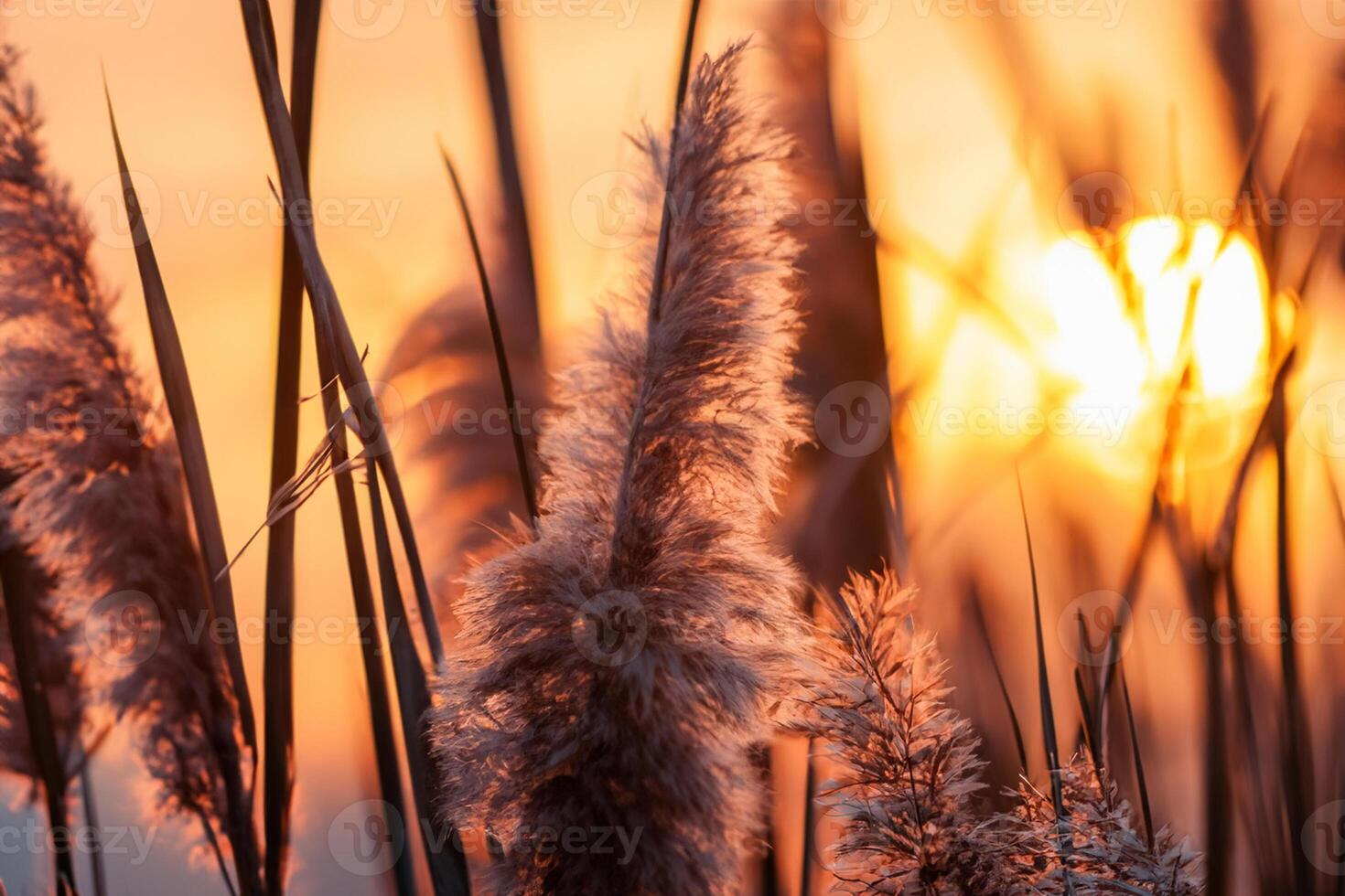 Reed Flowers Bask in the Radiant Glow of the Evening Sun, Creating a Spectacular Tapestry of Nature's Ephemeral Beauty in the Tranquil Twilight Sky photo