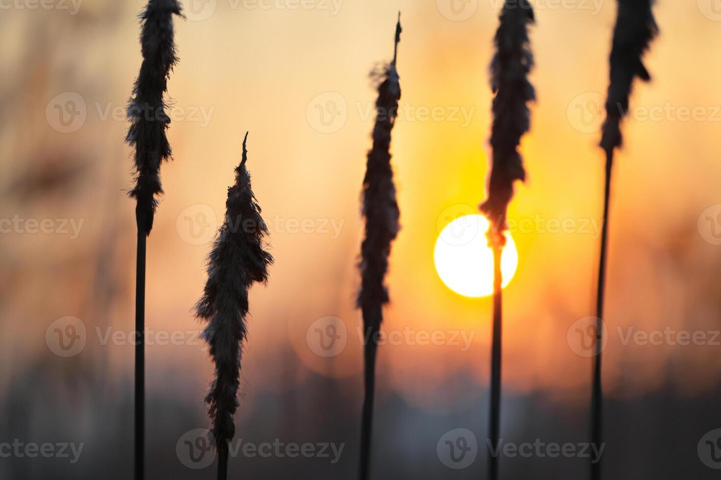 Sunset Bloom Reed Flowers Bask in the Radiant Glow of the Evening Sun, Creating a Spectacular Tapestry of Nature's Ephemeral Beauty in the Tranquil Twilight Sky photo