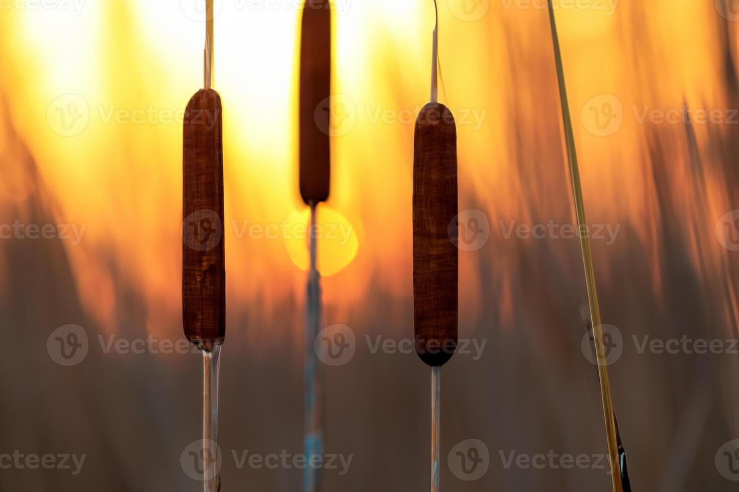 Reed Flowers Bask in the Radiant Glow of the Evening Sun, Creating a Spectacular Tapestry of Nature's Ephemeral Beauty in the Tranquil Twilight Sky photo