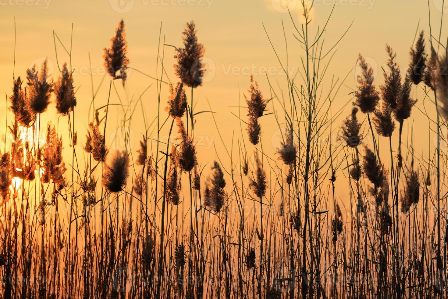 Reed Flowers Bask in the Radiant Glow of the Evening Sun, Creating a Spectacular Tapestry of Nature's Ephemeral Beauty in the Tranquil Twilight Sky photo