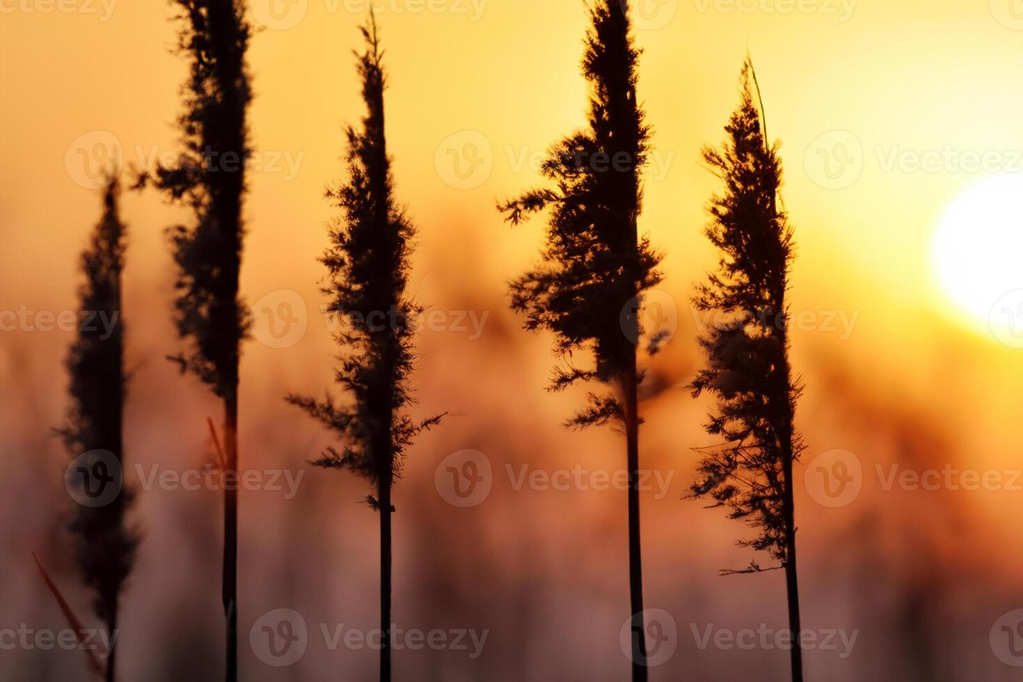 Sunset Bloom Reed Flowers Bask in the Radiant Glow of the Evening Sun, Creating a Spectacular Tapestry of Nature's Ephemeral Beauty in the Tranquil Twilight Sky photo