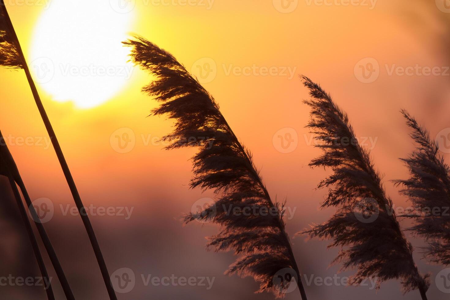 Sunset Bloom Reed Flowers Bask in the Radiant Glow of the Evening Sun, Creating a Spectacular Tapestry of Nature's Ephemeral Beauty in the Tranquil Twilight Sky photo