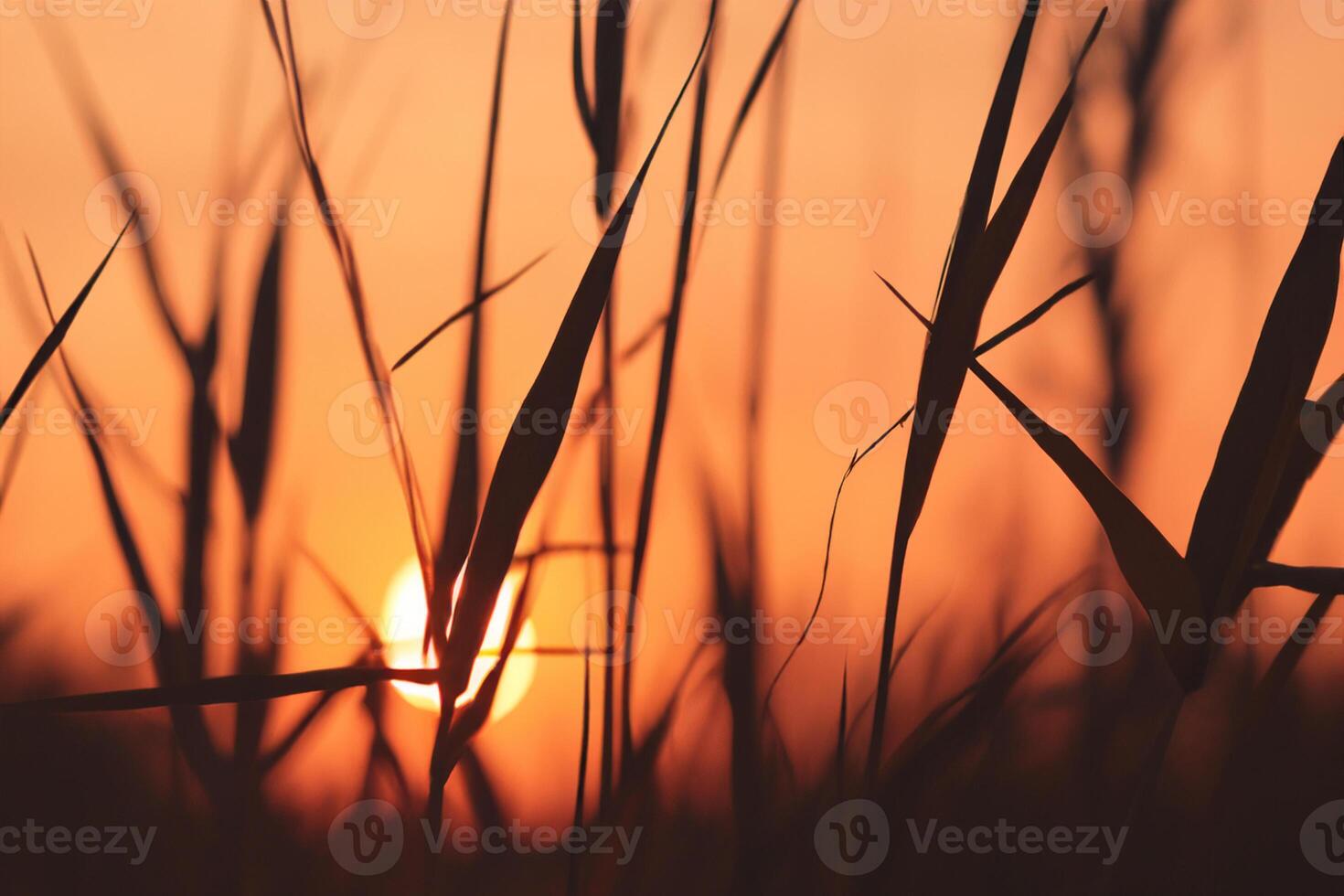 Reed Flowers Bask in the Radiant Glow of the Evening Sun, Creating a Spectacular Tapestry of Nature's Ephemeral Beauty in the Tranquil Twilight Sky photo