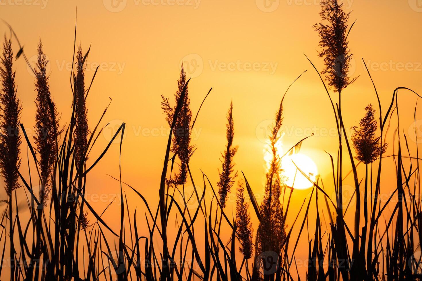 Reed Flowers Bask in the Radiant Glow of the Evening Sun, Creating a Spectacular Tapestry of Nature's Ephemeral Beauty in the Tranquil Twilight Sky photo