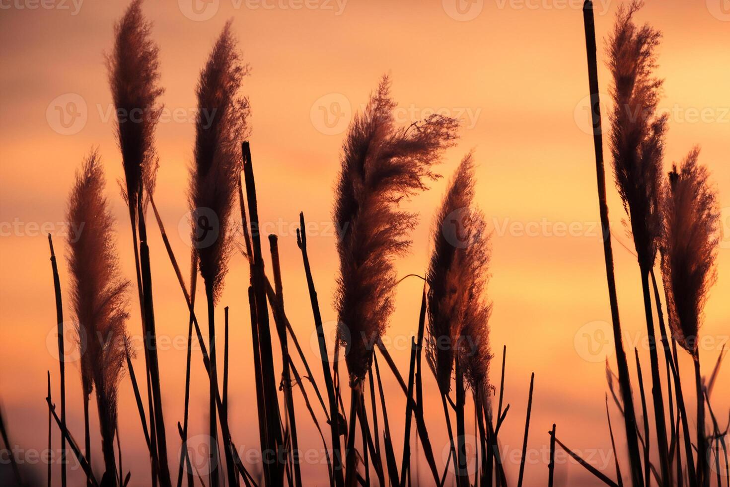 Sunset Bloom Reed Flowers Bask in the Radiant Glow of the Evening Sun, Creating a Spectacular Tapestry of Nature's Ephemeral Beauty in the Tranquil Twilight Sky photo