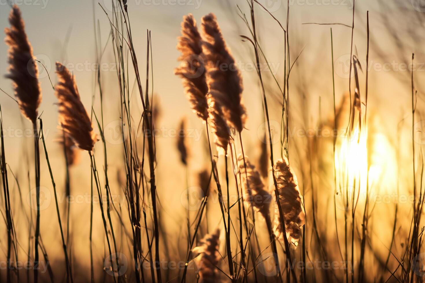 Reed Flowers Bask in the Radiant Glow of the Evening Sun, Creating a Spectacular Tapestry of Nature's Ephemeral Beauty in the Tranquil Twilight Sky photo