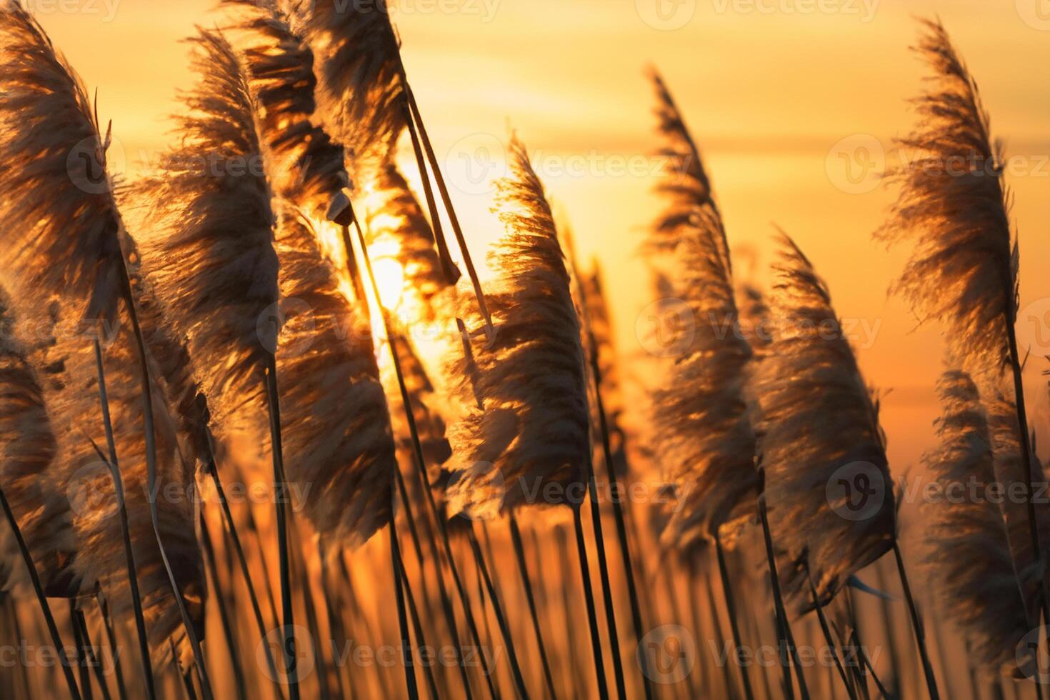 Reed Flowers Bask in the Radiant Glow of the Evening Sun, Creating a Spectacular Tapestry of Nature's Ephemeral Beauty in the Tranquil Twilight Sky photo