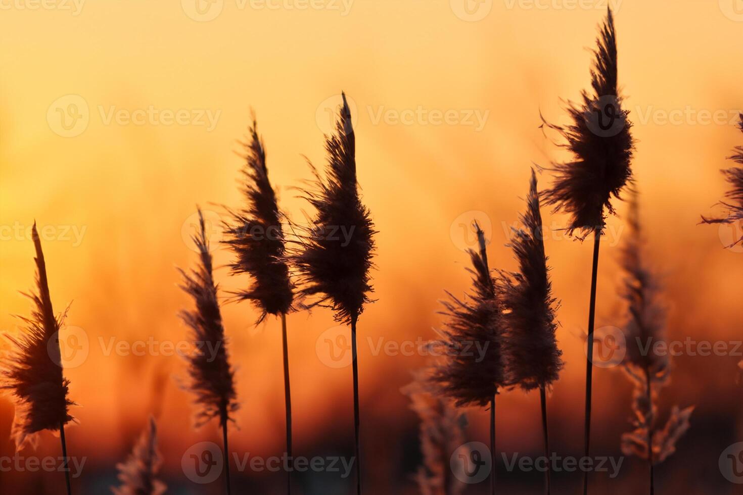 Sunset Bloom Reed Flowers Bask in the Radiant Glow of the Evening Sun, Creating a Spectacular Tapestry of Nature's Ephemeral Beauty in the Tranquil Twilight Sky photo