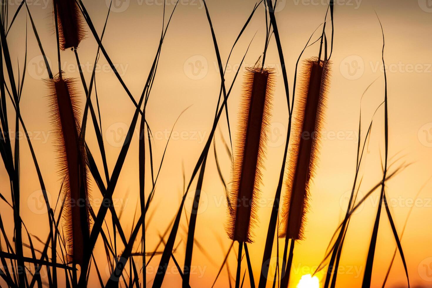 Reed Flowers Bask in the Radiant Glow of the Evening Sun, Creating a Spectacular Tapestry of Nature's Ephemeral Beauty in the Tranquil Twilight Sky photo