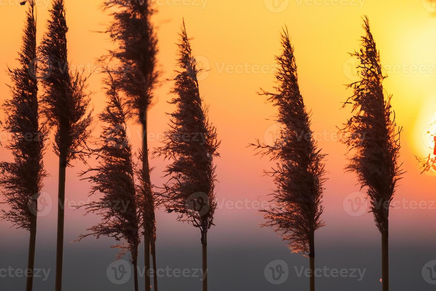 Reed Flowers Bask in the Radiant Glow of the Evening Sun, Creating a Spectacular Tapestry of Nature's Ephemeral Beauty in the Tranquil Twilight Sky photo