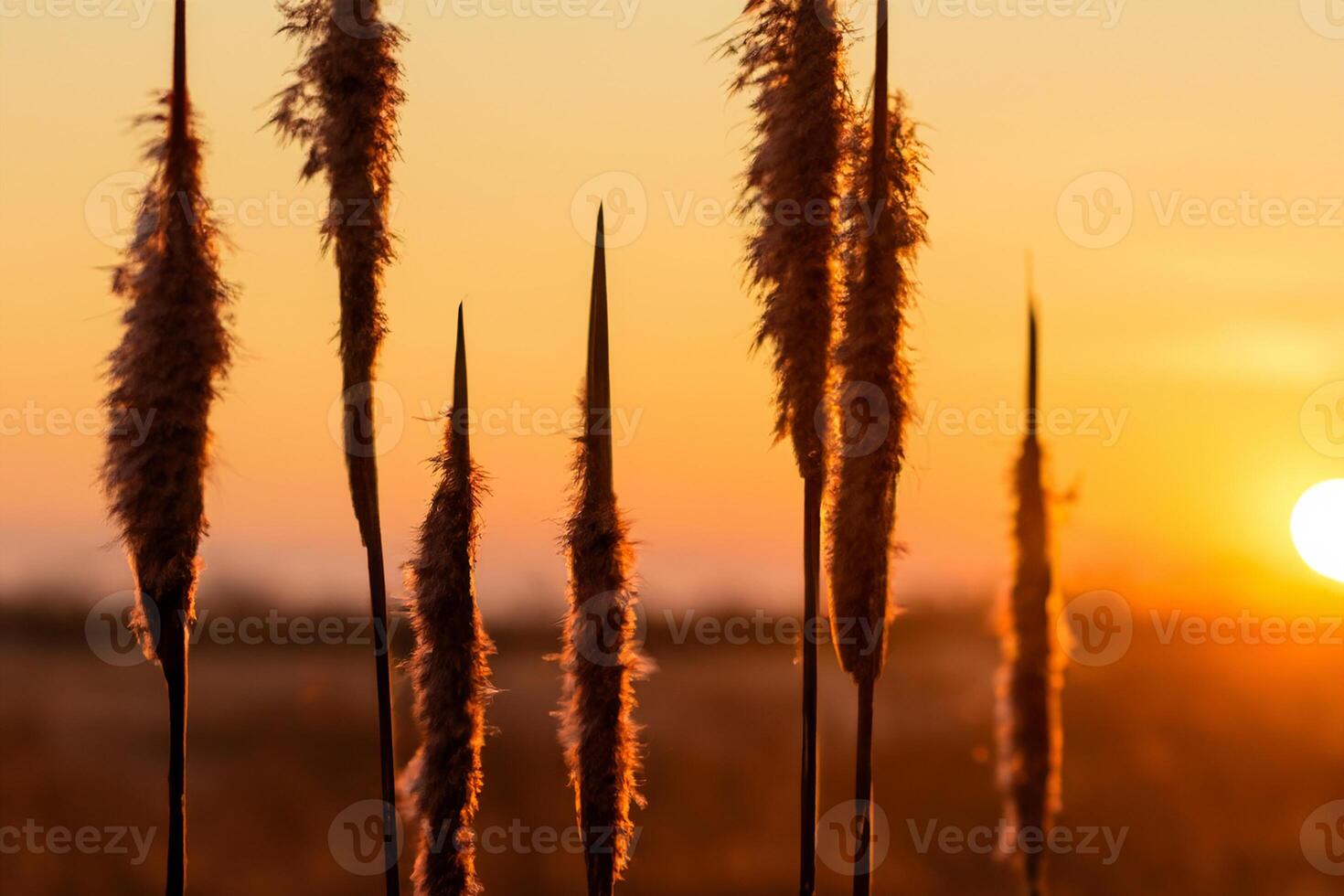 puesta de sol floración Junco flores disfrutar en el radiante resplandor de el noche sol, creando un espectacular tapiz de de la naturaleza efímero belleza en el tranquilo crepúsculo cielo foto