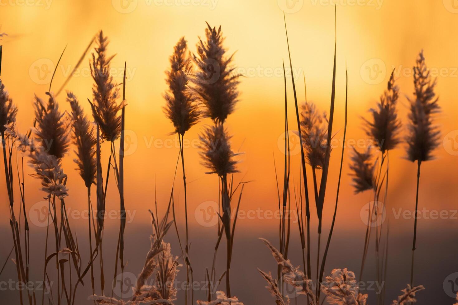 Reed Flowers Bask in the Radiant Glow of the Evening Sun, Creating a Spectacular Tapestry of Nature's Ephemeral Beauty in the Tranquil Twilight Sky photo