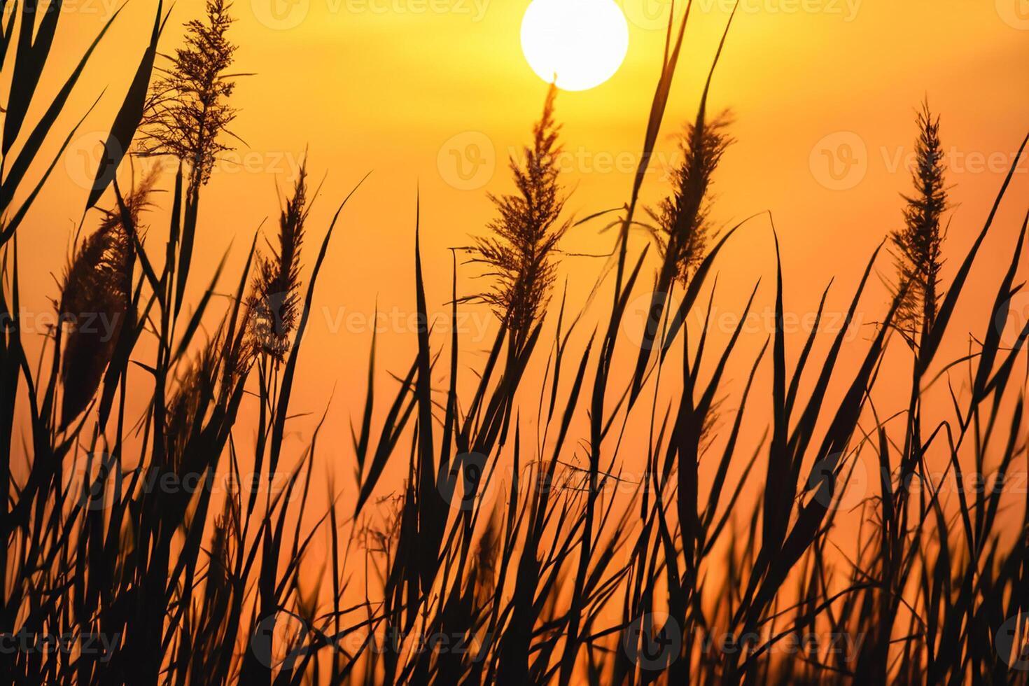Sunset Bloom Reed Flowers Bask in the Radiant Glow of the Evening Sun, Creating a Spectacular Tapestry of Nature's Ephemeral Beauty in the Tranquil Twilight Sky photo