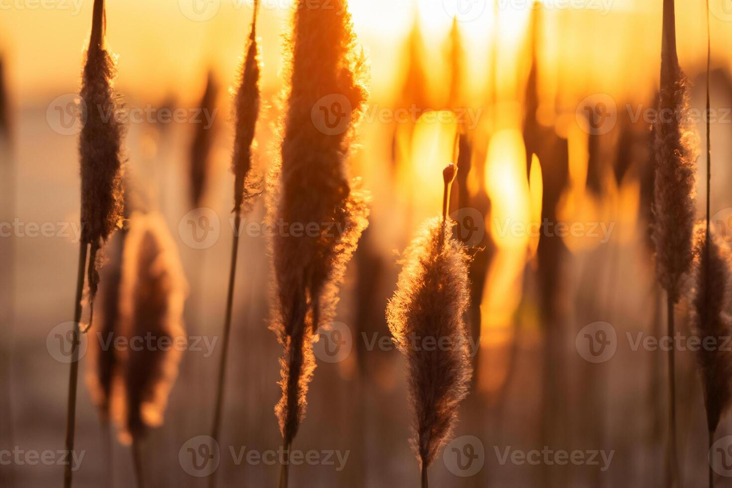 Sunset Bloom Reed Flowers Bask in the Radiant Glow of the Evening Sun, Creating a Spectacular Tapestry of Nature's Ephemeral Beauty in the Tranquil Twilight Sky photo