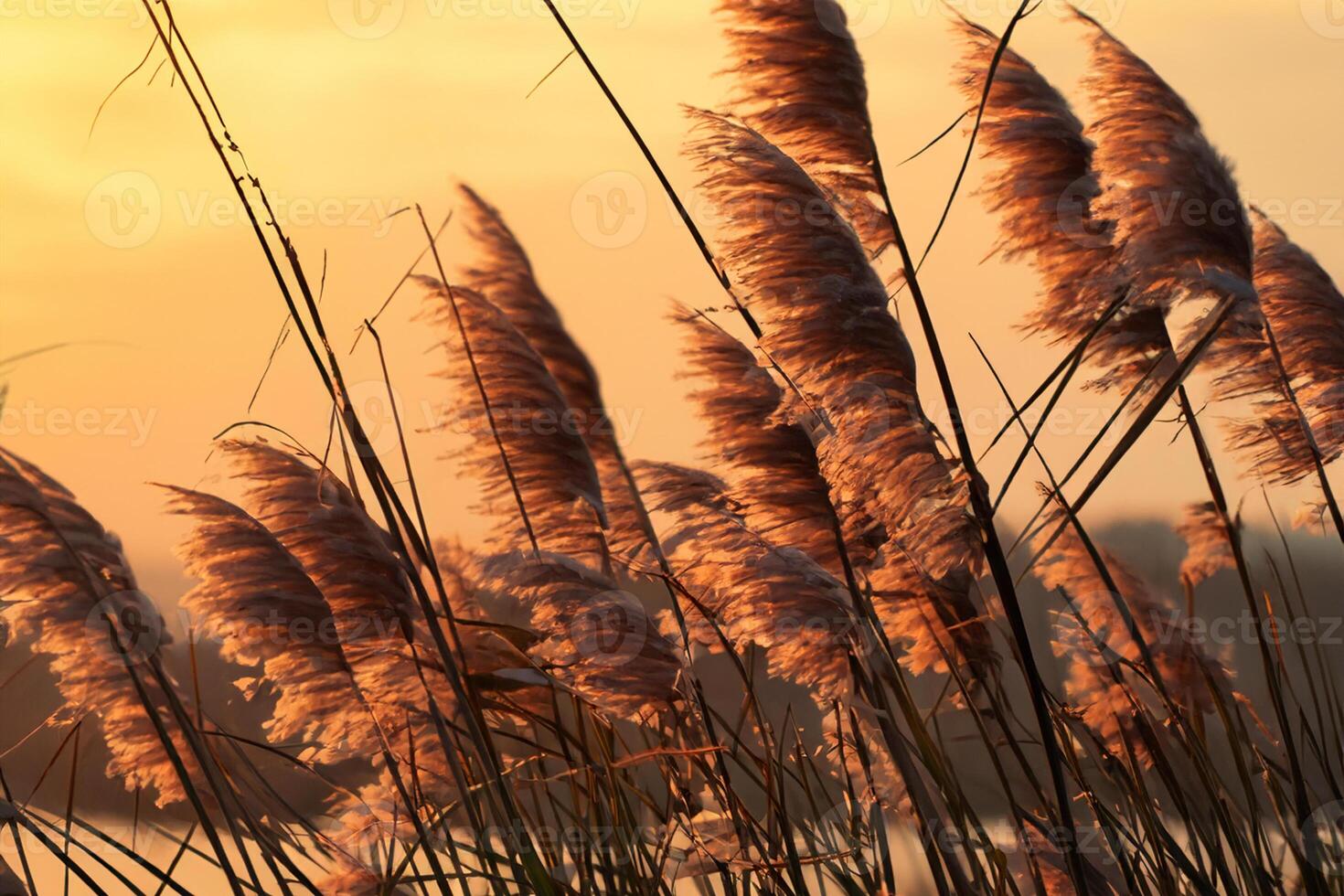 Sunset Bloom Reed Flowers Bask in the Radiant Glow of the Evening Sun, Creating a Spectacular Tapestry of Nature's Ephemeral Beauty in the Tranquil Twilight Sky photo