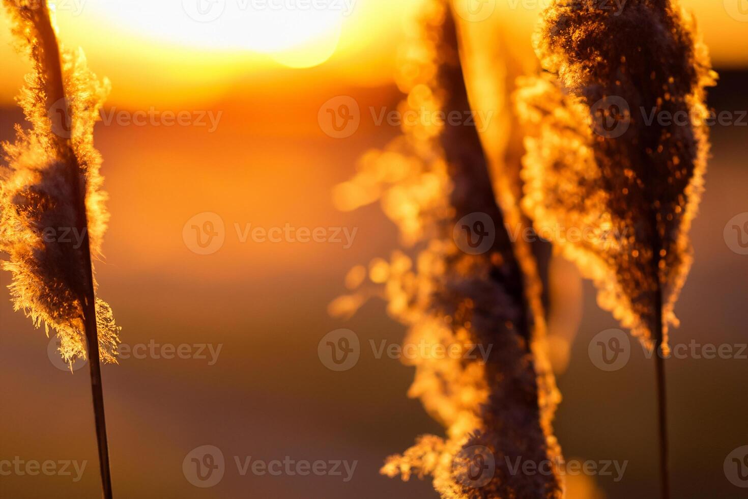 Reed Flowers Bask in the Radiant Glow of the Evening Sun, Creating a Spectacular Tapestry of Nature's Ephemeral Beauty in the Tranquil Twilight Sky photo