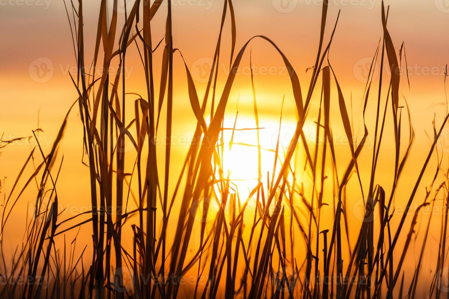 Sunset Bloom Reed Flowers Bask in the Radiant Glow of the Evening Sun, Creating a Spectacular Tapestry of Nature's Ephemeral Beauty in the Tranquil Twilight Sky photo