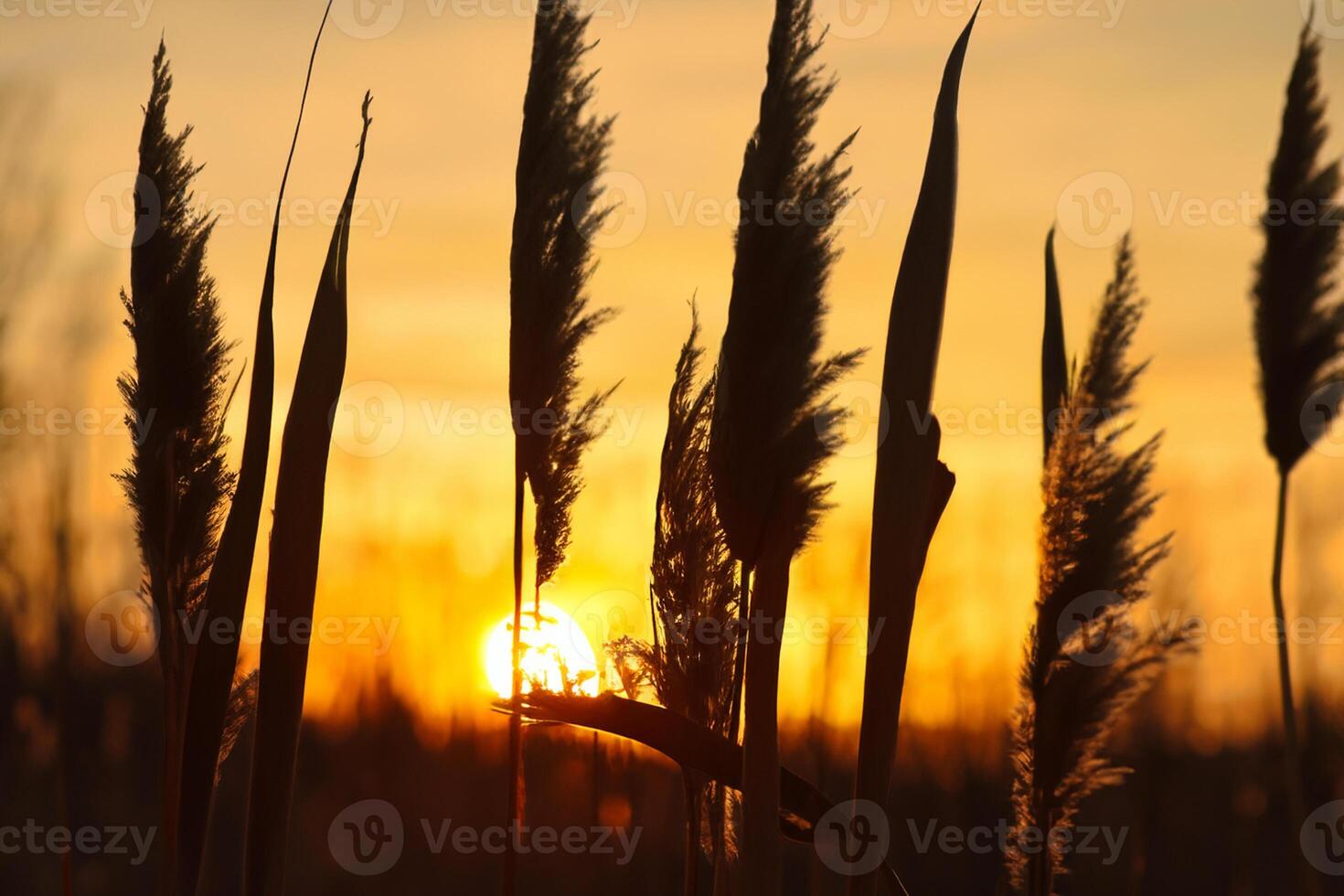 Sunset Bloom Reed Flowers Bask in the Radiant Glow of the Evening Sun, Creating a Spectacular Tapestry of Nature's Ephemeral Beauty in the Tranquil Twilight Sky photo