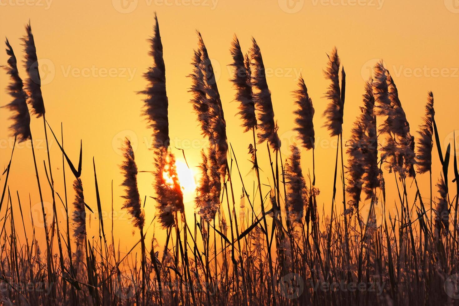 Reed Flowers Bask in the Radiant Glow of the Evening Sun, Creating a Spectacular Tapestry of Nature's Ephemeral Beauty in the Tranquil Twilight Sky photo