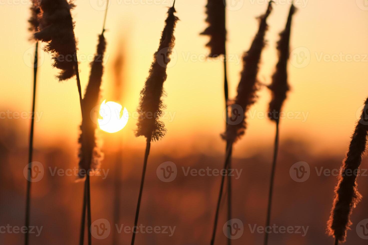 Sunset Bloom Reed Flowers Bask in the Radiant Glow of the Evening Sun, Creating a Spectacular Tapestry of Nature's Ephemeral Beauty in the Tranquil Twilight Sky photo