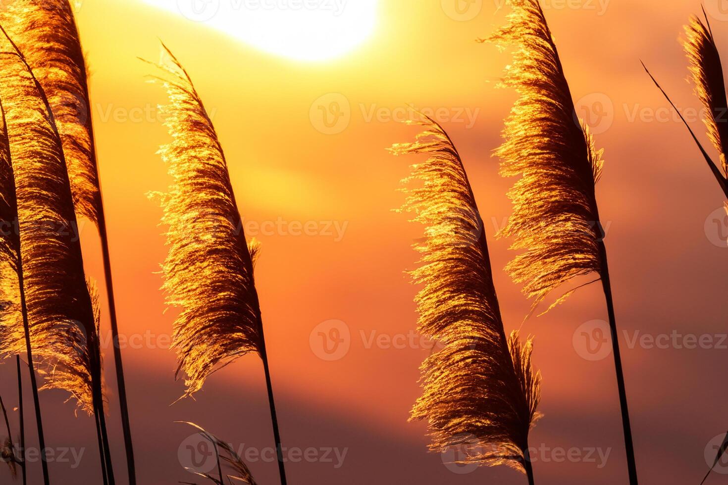 Sunset Bloom Reed Flowers Bask in the Radiant Glow of the Evening Sun, Creating a Spectacular Tapestry of Nature's Ephemeral Beauty in the Tranquil Twilight Sky photo
