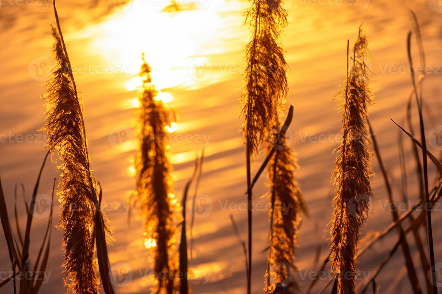 Reed Flowers Bask in the Radiant Glow of the Evening Sun, Creating a Spectacular Tapestry of Nature's Ephemeral Beauty in the Tranquil Twilight Sky photo