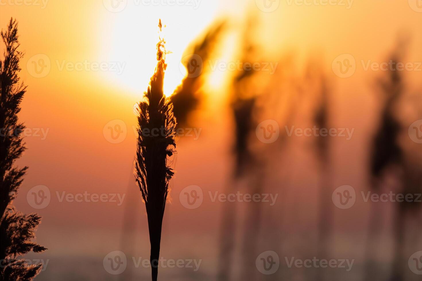 Sunset Bloom Reed Flowers Bask in the Radiant Glow of the Evening Sun, Creating a Spectacular Tapestry of Nature's Ephemeral Beauty in the Tranquil Twilight Sky photo