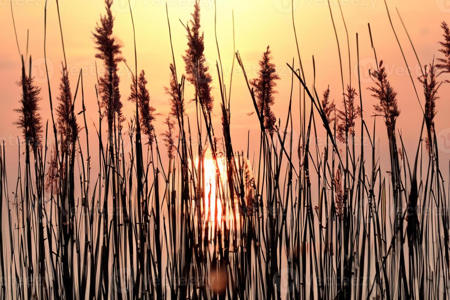 Sunset Bloom Reed Flowers Bask in the Radiant Glow of the Evening Sun, Creating a Spectacular Tapestry of Nature's Ephemeral Beauty in the Tranquil Twilight Sky photo