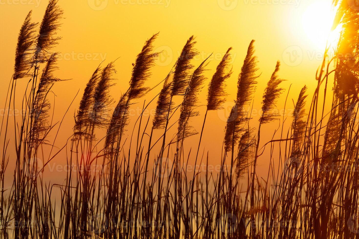 Reed Flowers Bask in the Radiant Glow of the Evening Sun, Creating a Spectacular Tapestry of Nature's Ephemeral Beauty in the Tranquil Twilight Sky photo